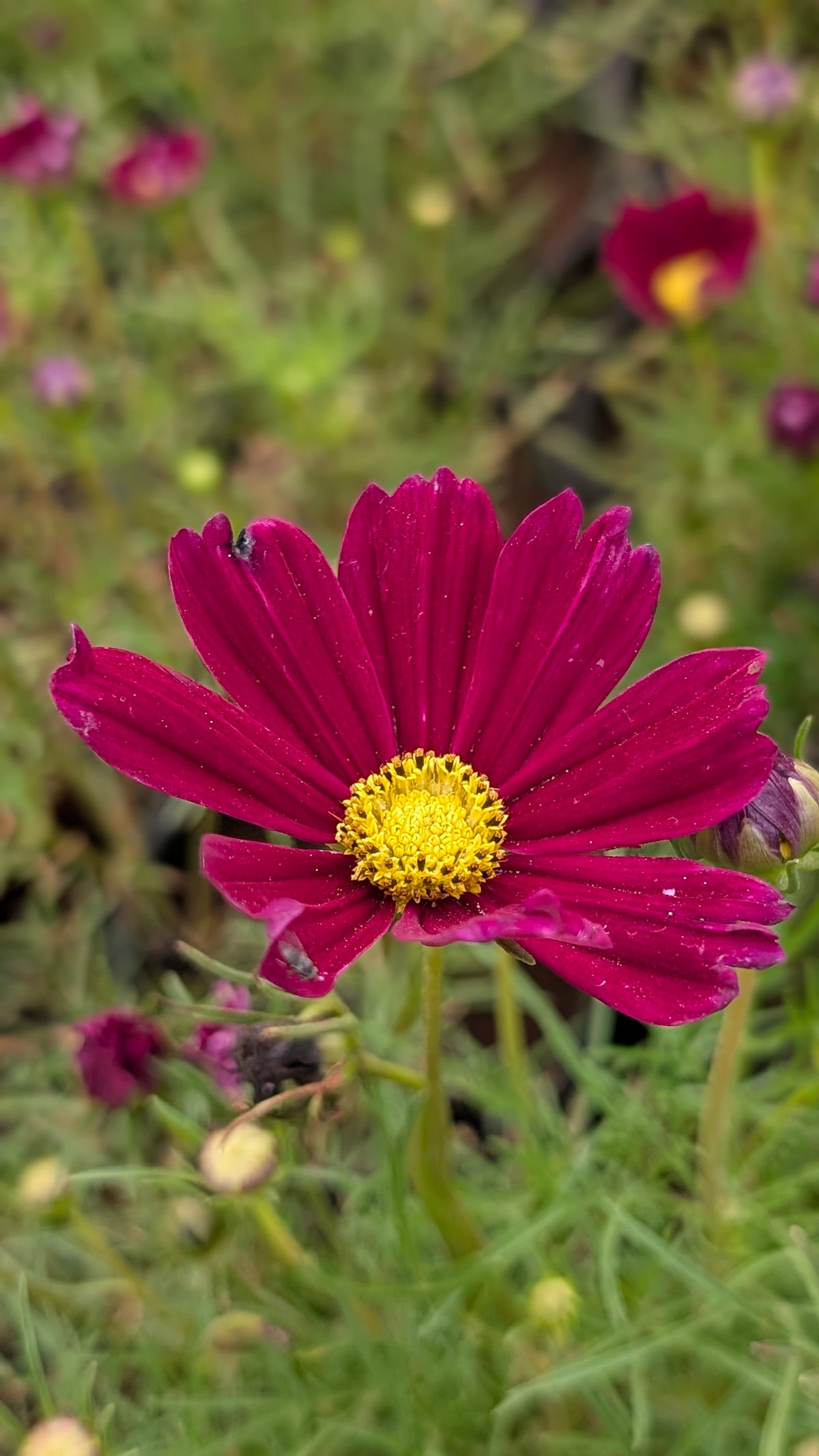Cosmos purple