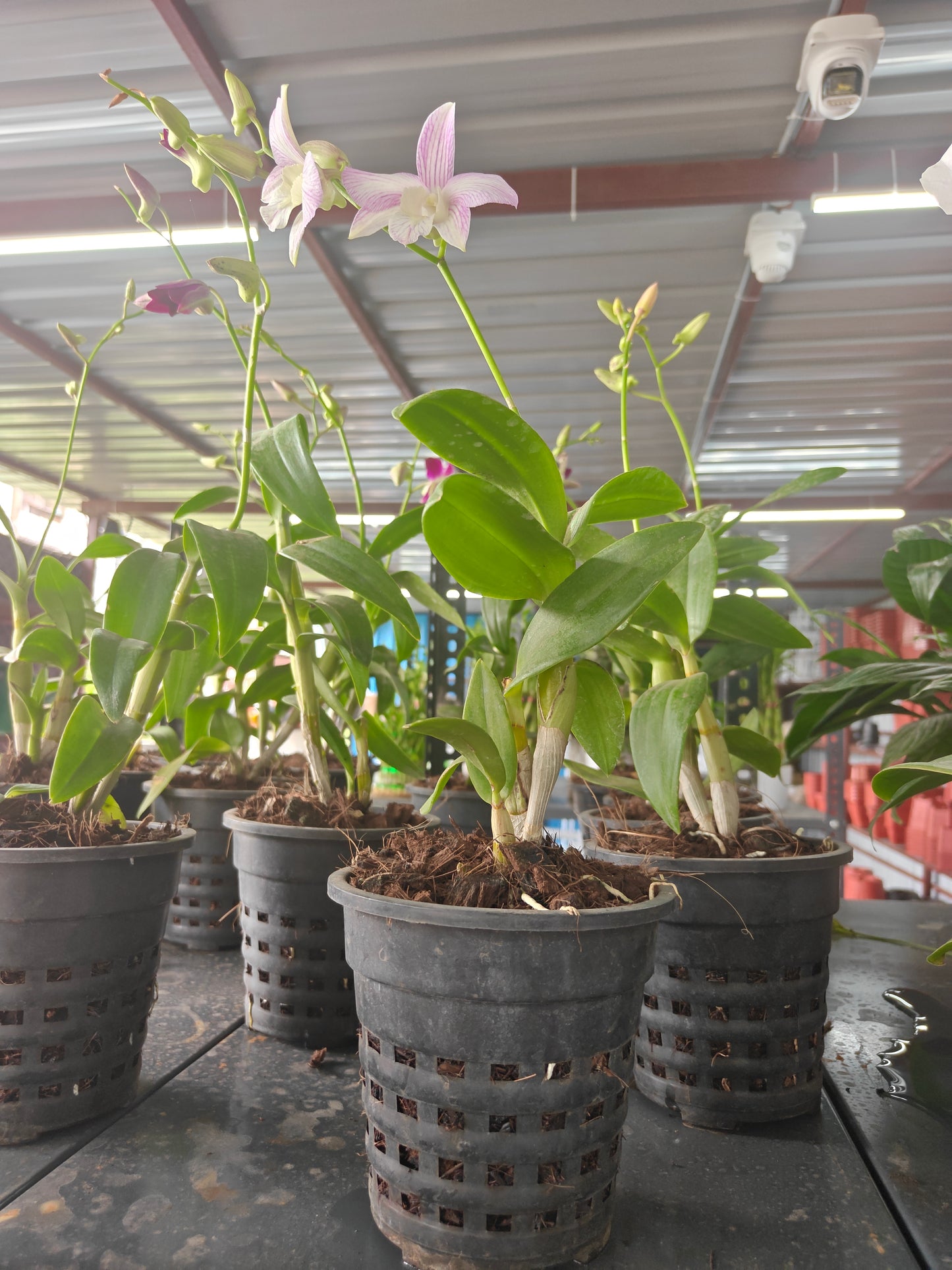 Orchid
