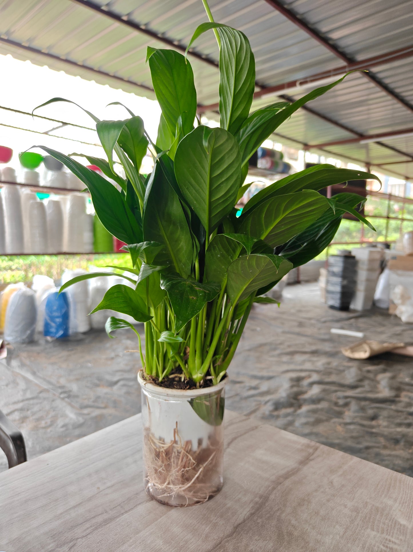 Water Peace Lily