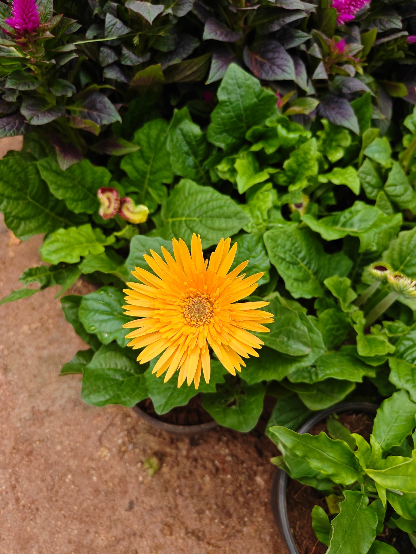 Gerbera any colour