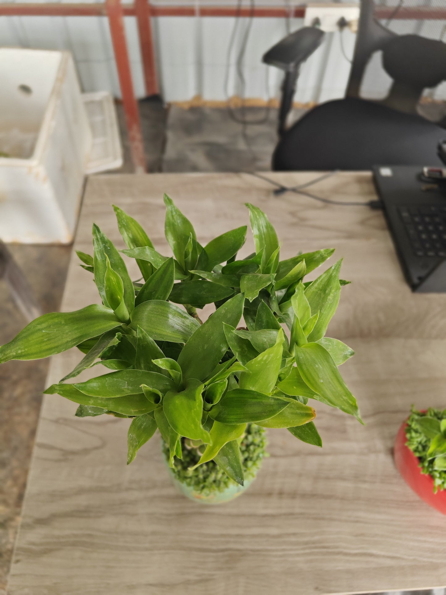 Lucky Bamboo spiral with Ceramic pot