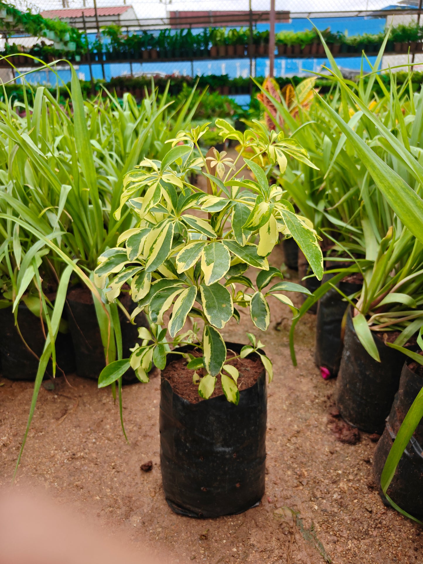 Schefflera