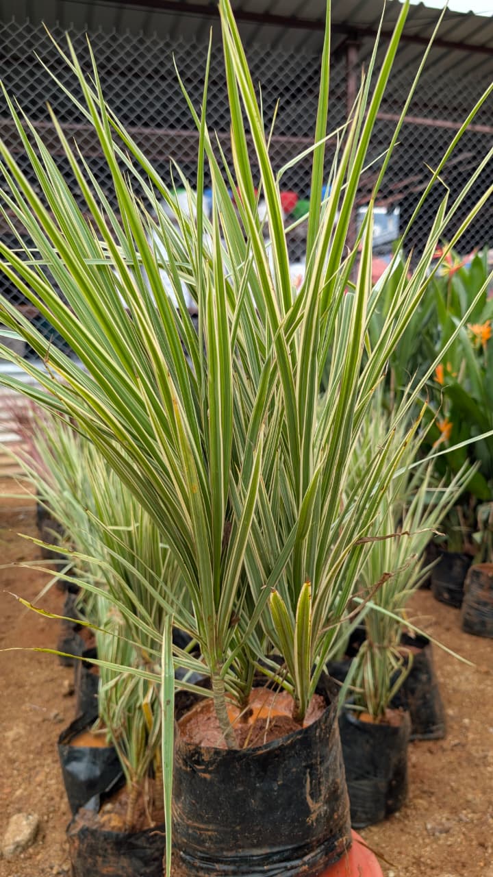 Dracaena Colorama