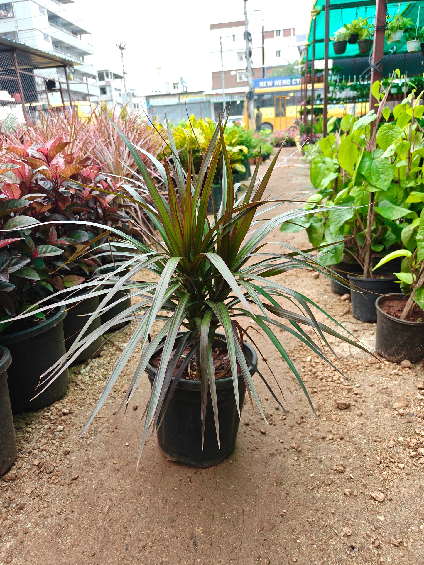 Cordyline terminalis Ruby