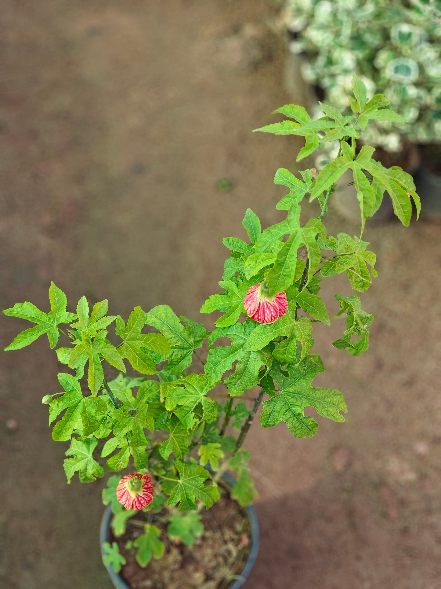 Ganta Mandara (lantern Hibiscus)