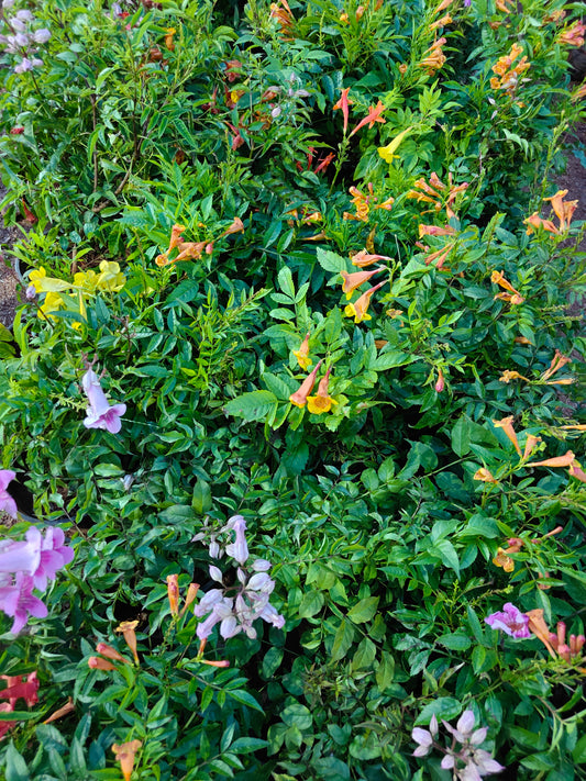 Tecoma any colour