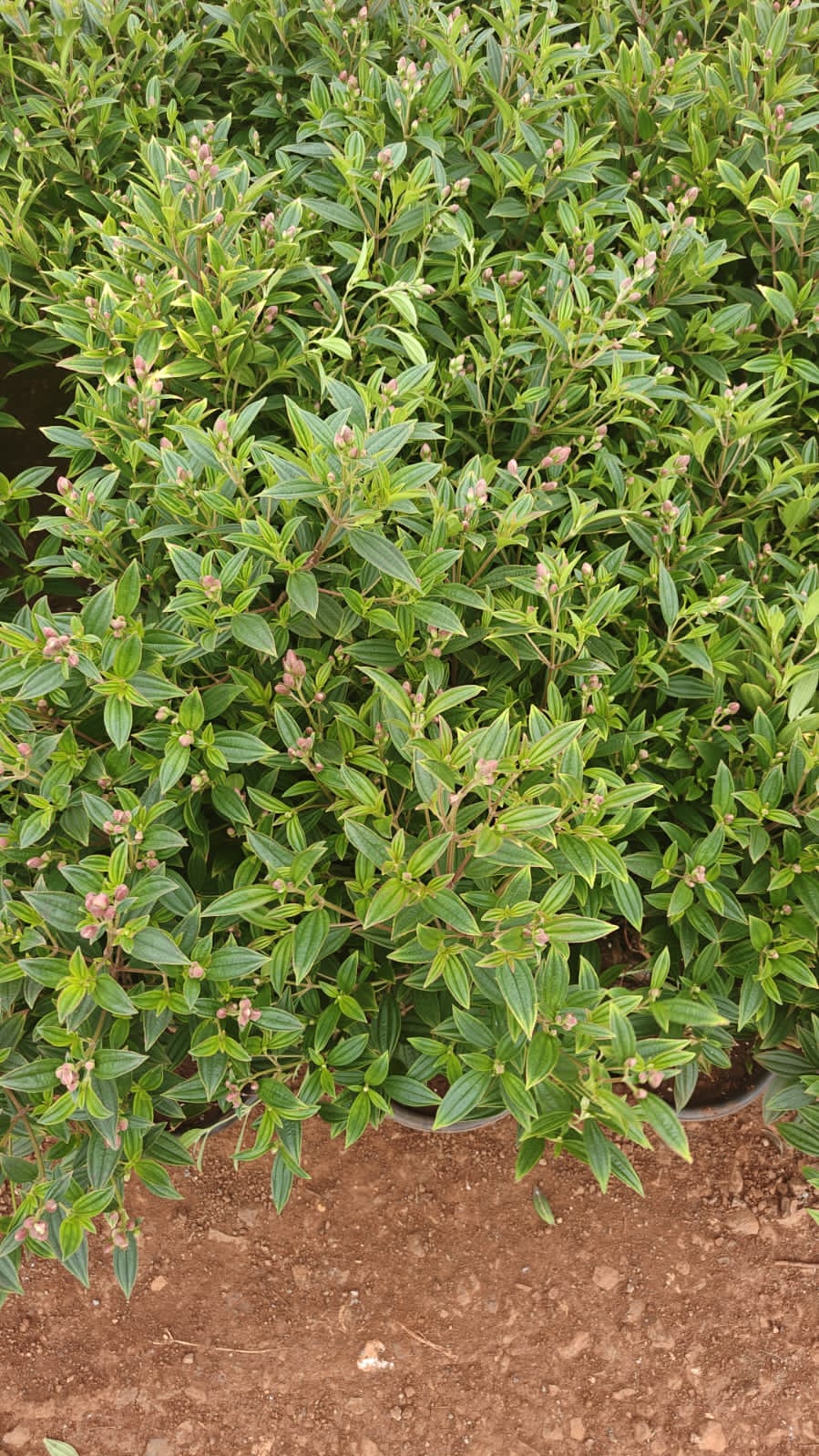 Melastoma malabathricum