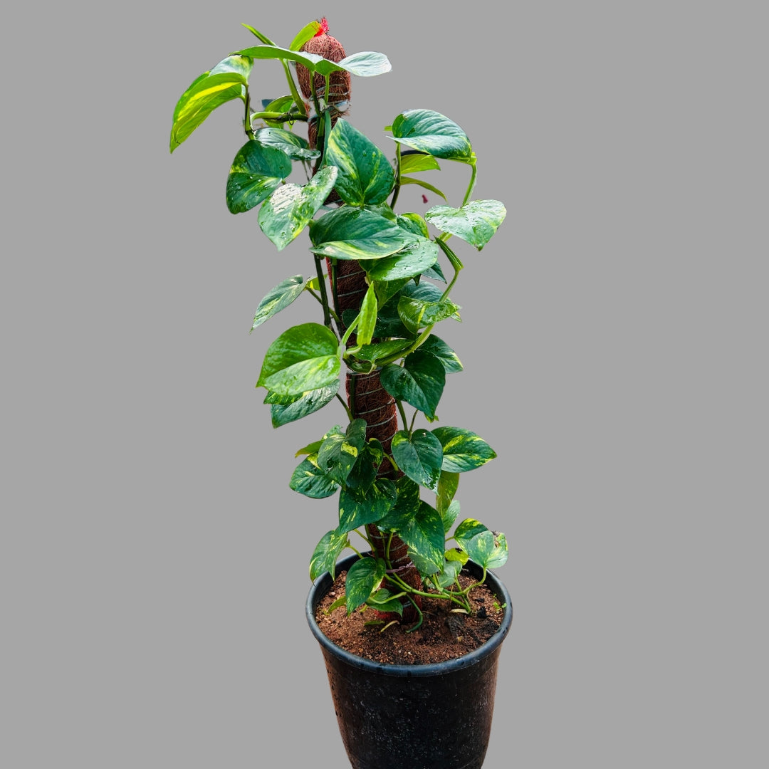 Money Plant with Mosstick