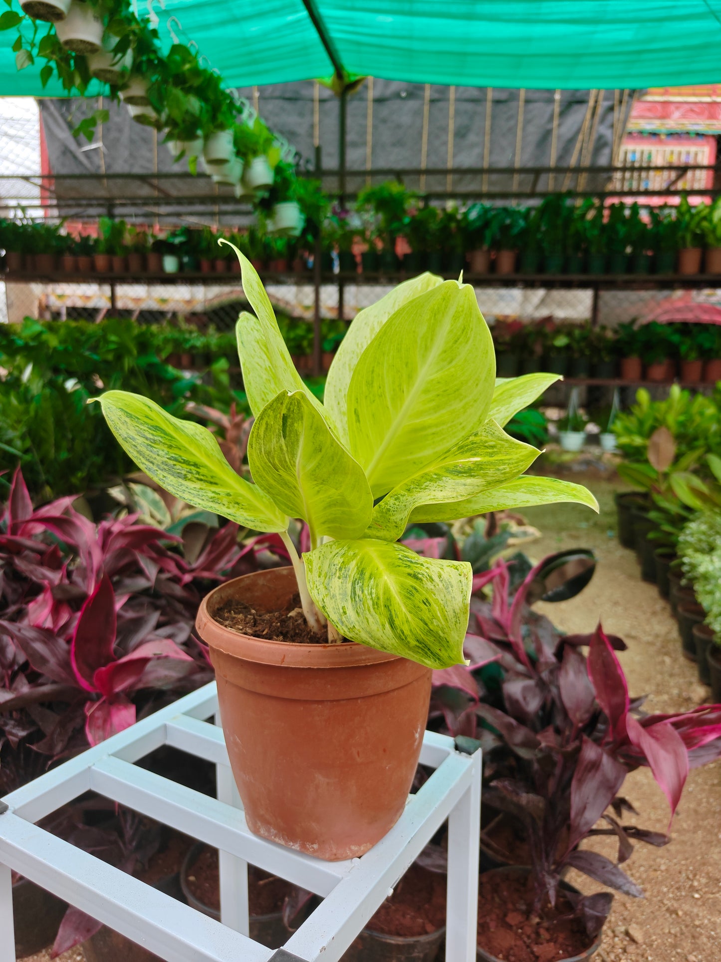 Agalonema Sexylia