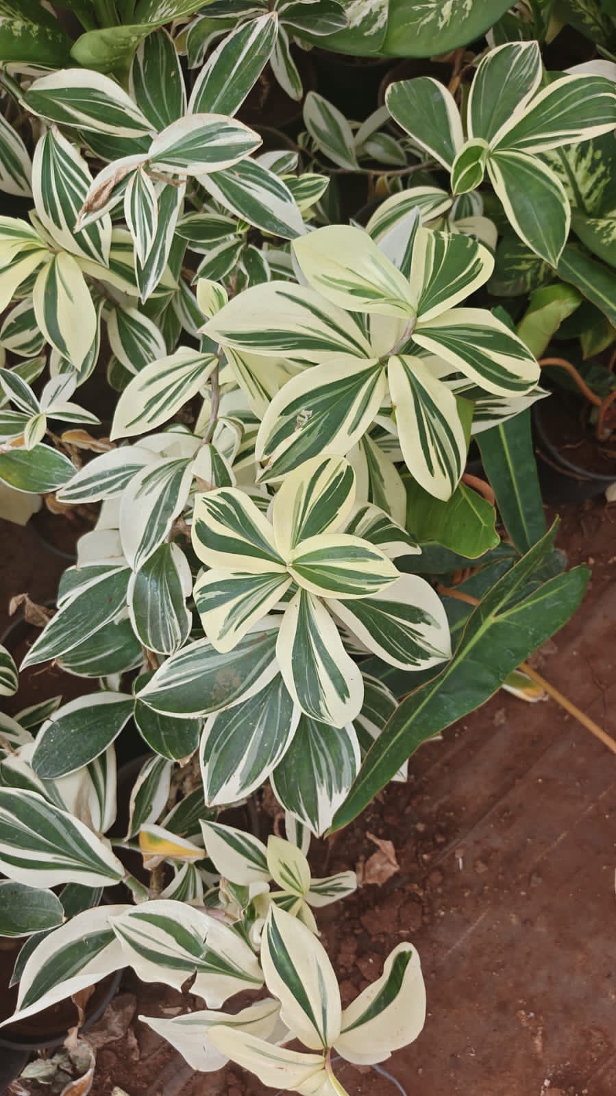 Costus
