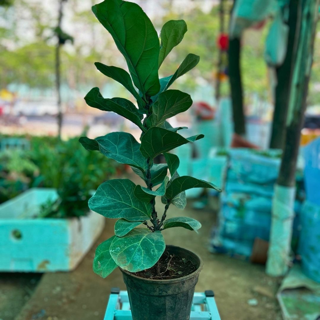 Fiddle Leaf Fig ( Ficus lyrata )