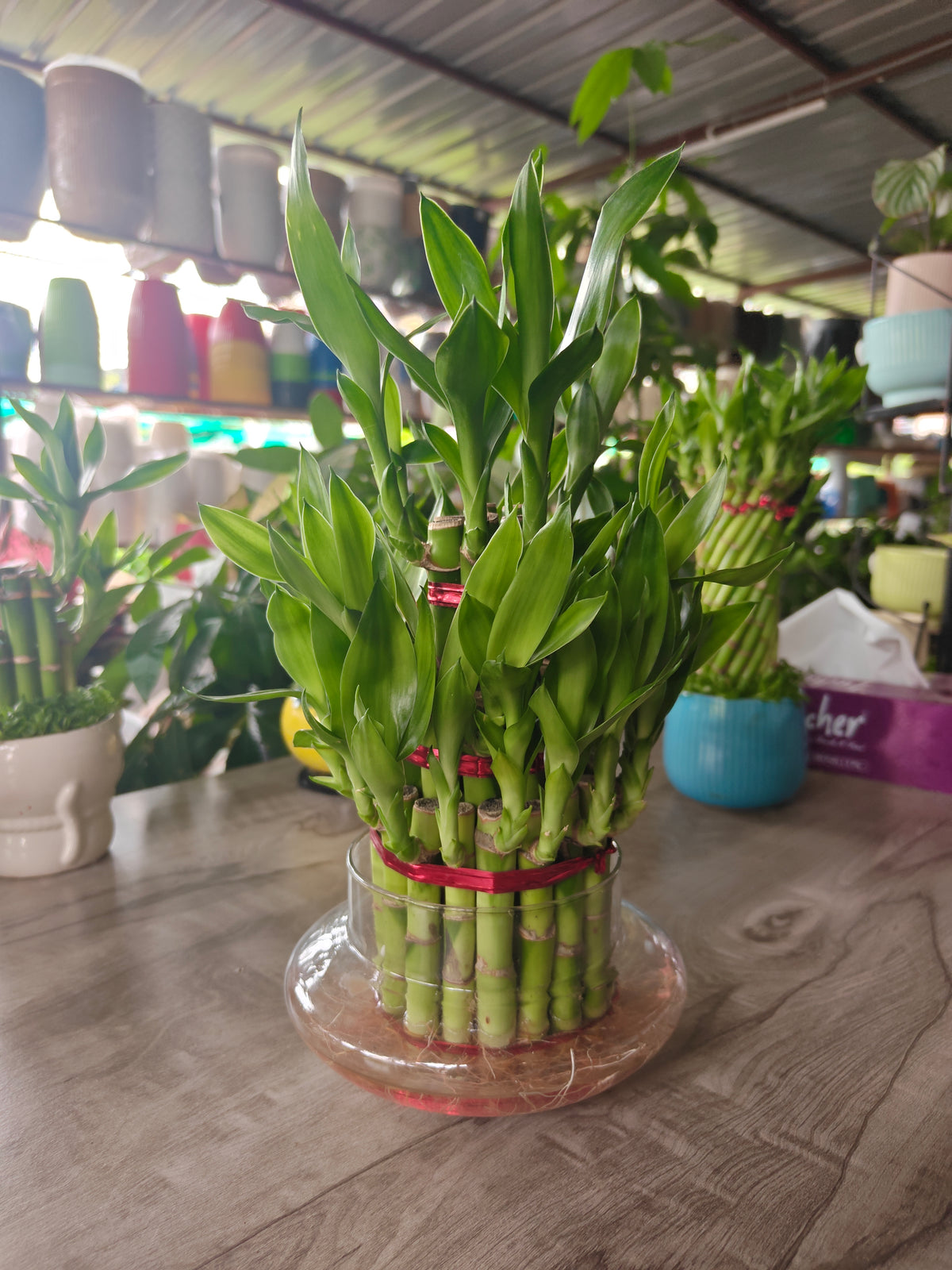 Lucky bamboo 3 Layer Big