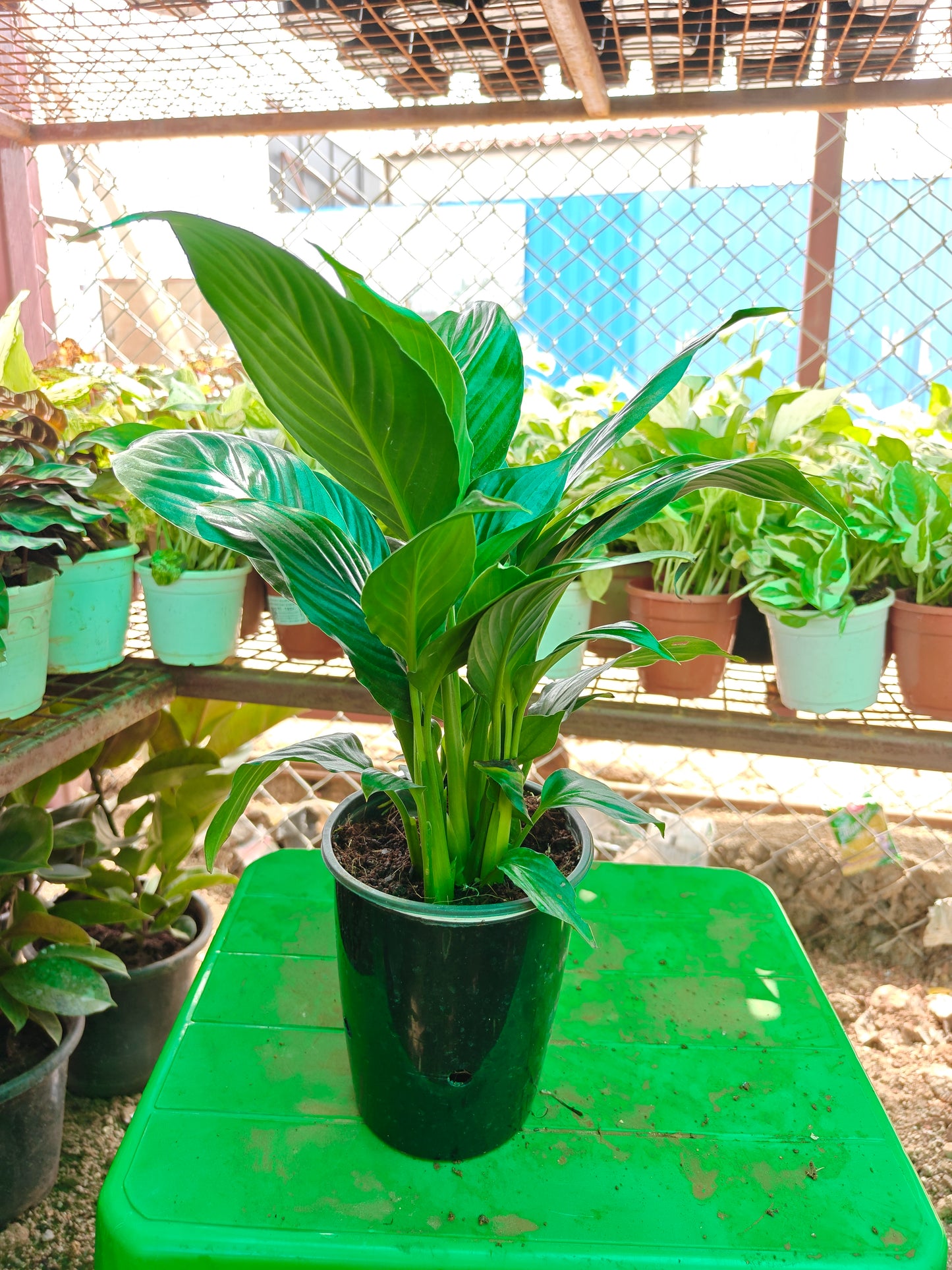 Peace lilly with water Pot