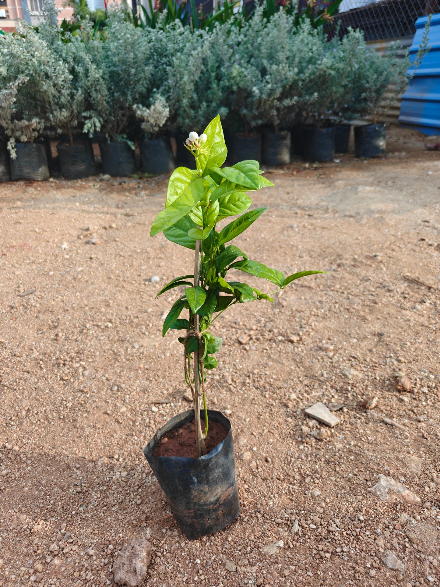 Jasmine natu kadiyam
