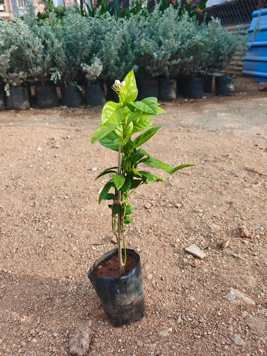Jasmine natu kadiyam