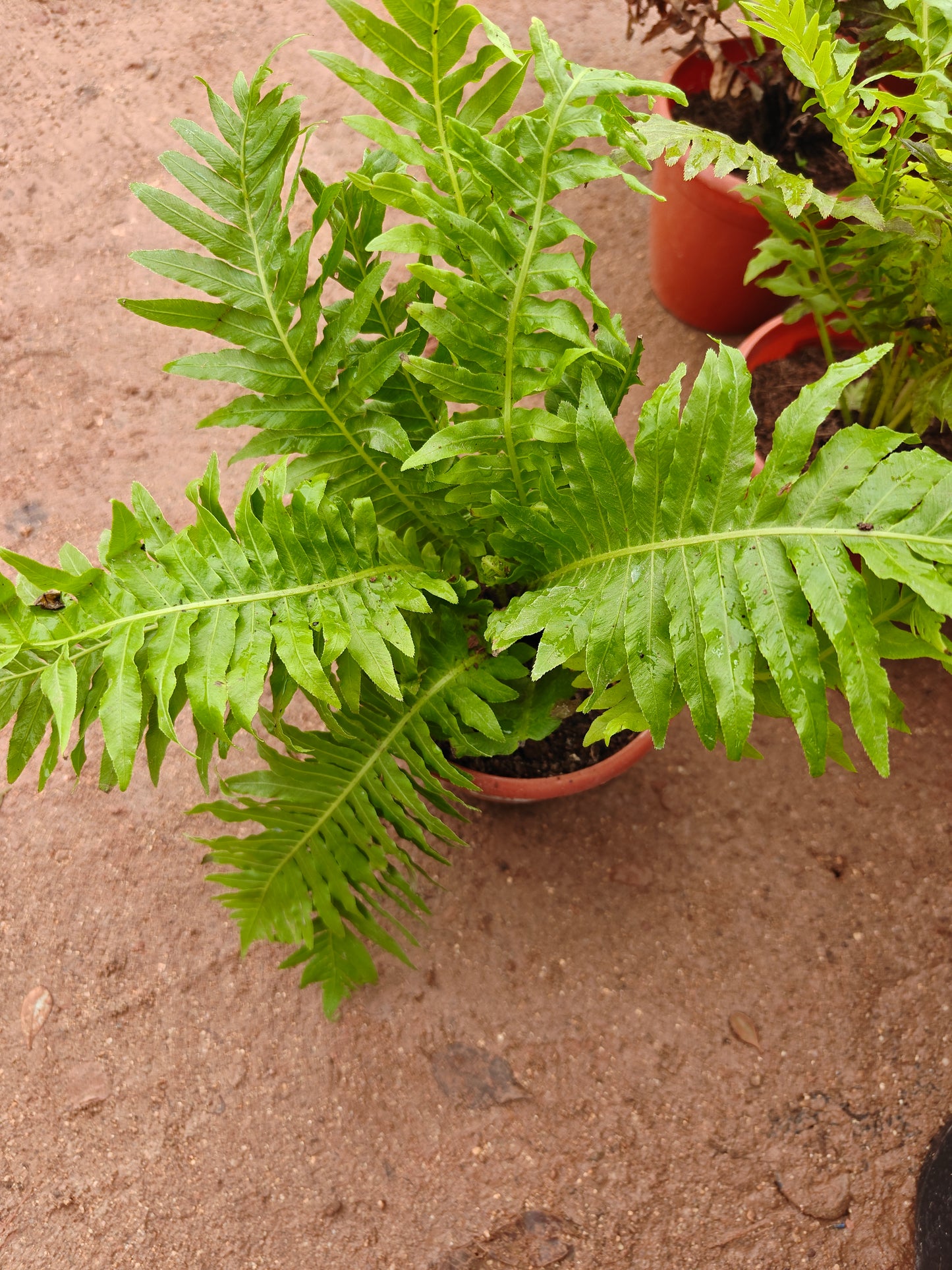 Fern green