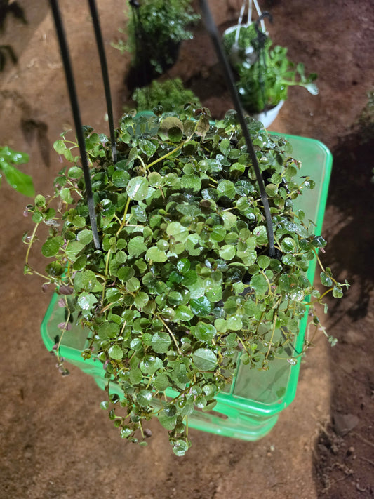 Pilea Depressa Hangings (Baby tears)