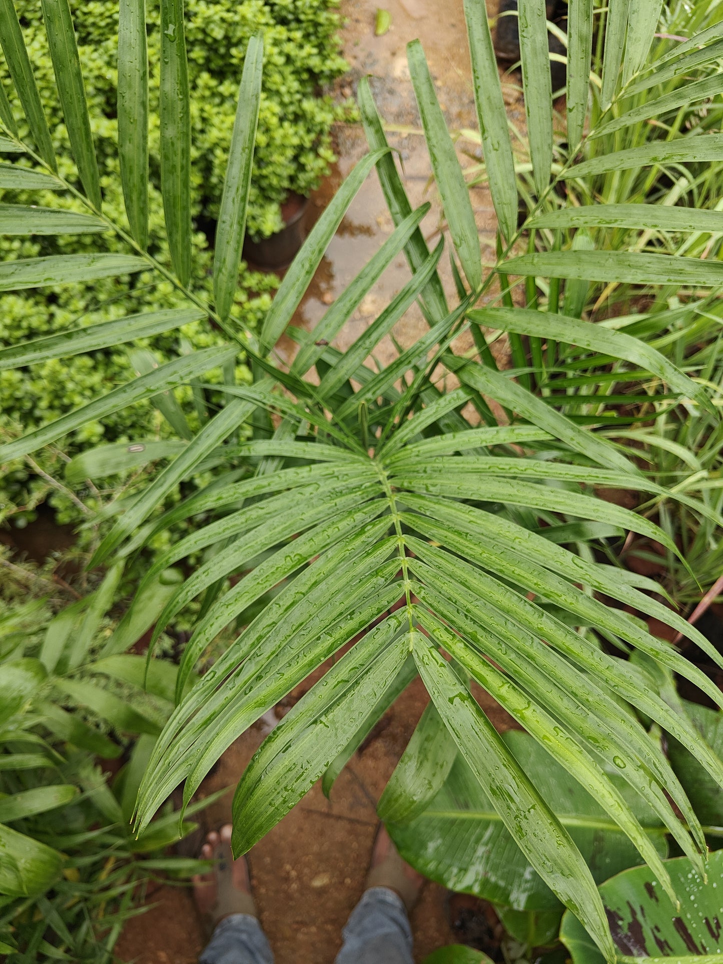 Kane bamboo