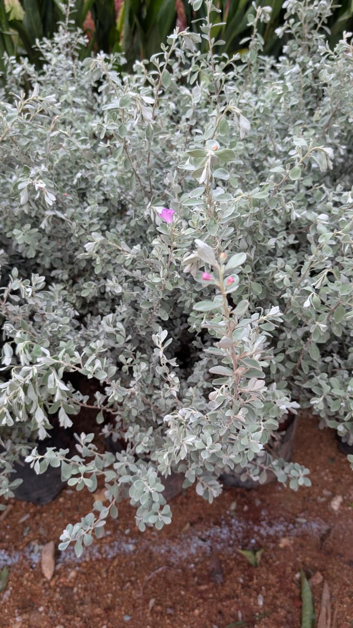 Nikotia ( Lecuphyllum )