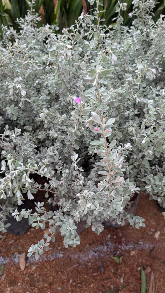 Nikotia ( Lecuphyllum )
