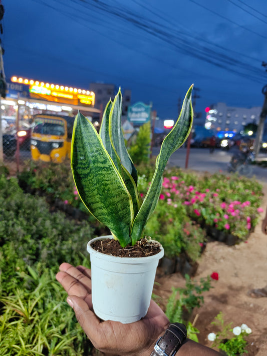 Snake Plant