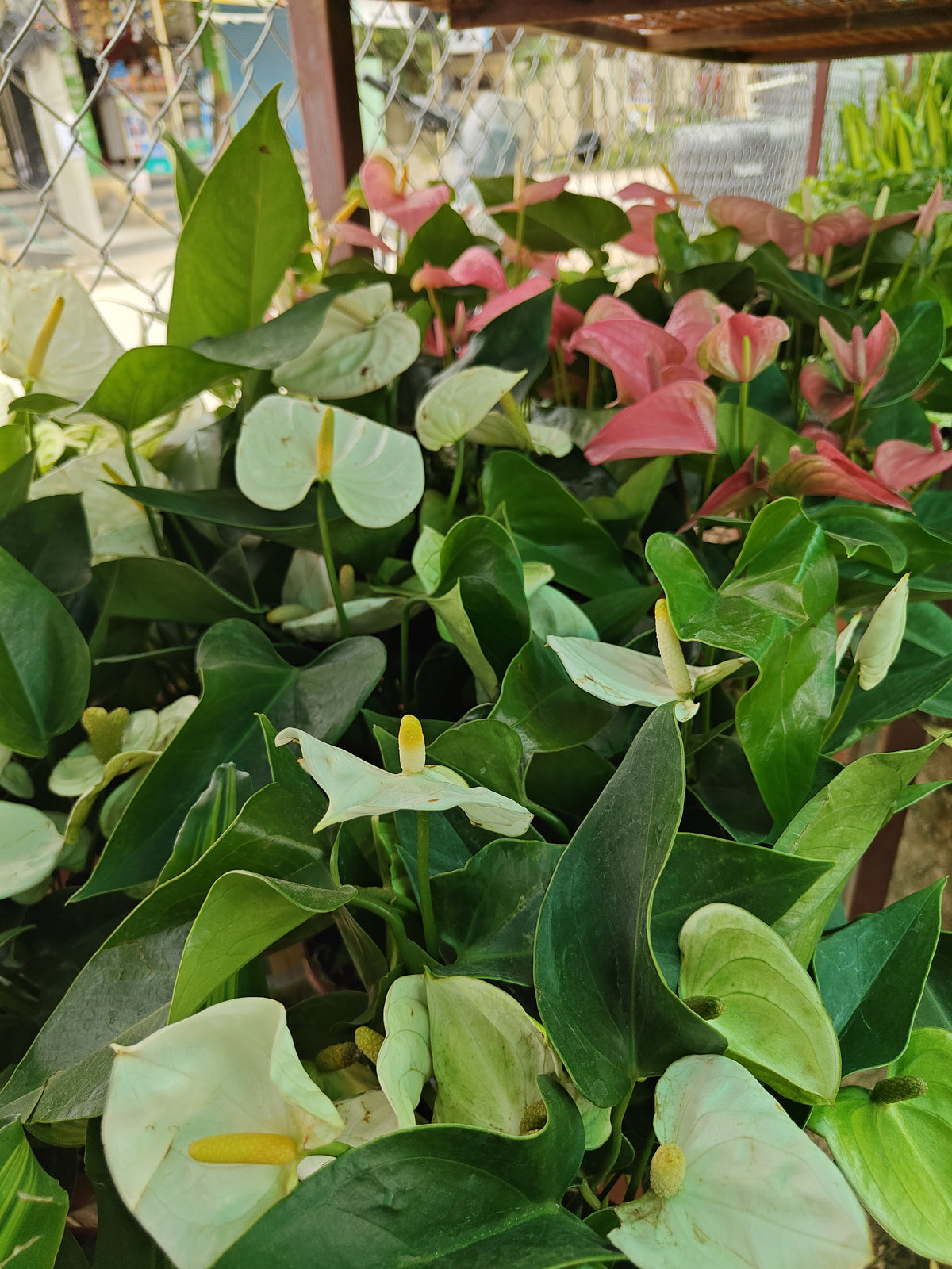 Anthurium Big