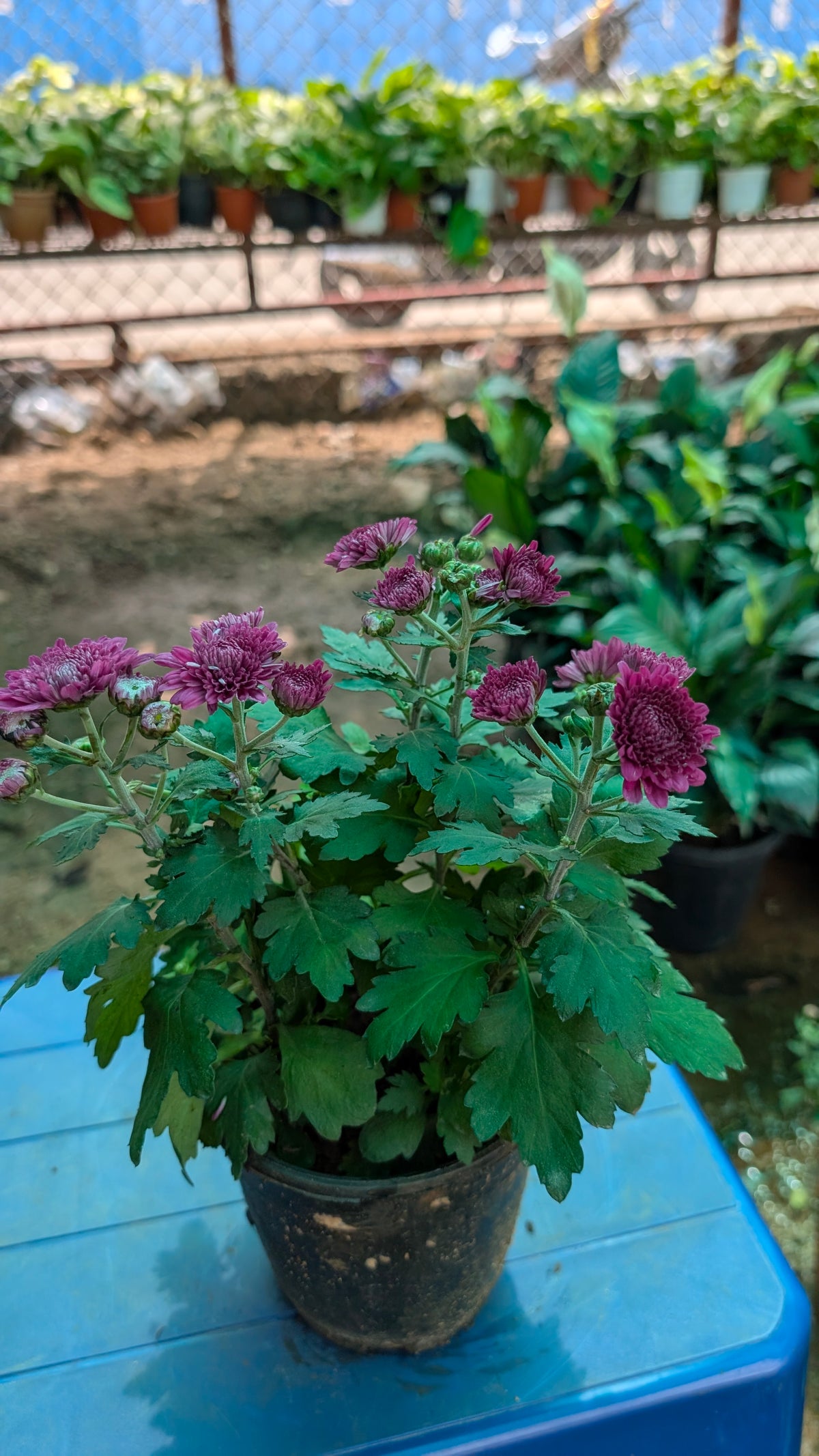 Chamanthi Any Colour
