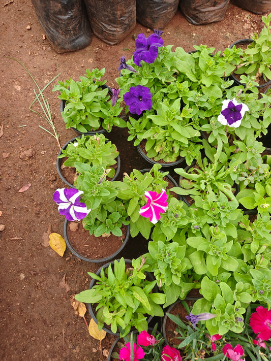 Pitonia Flowering plant