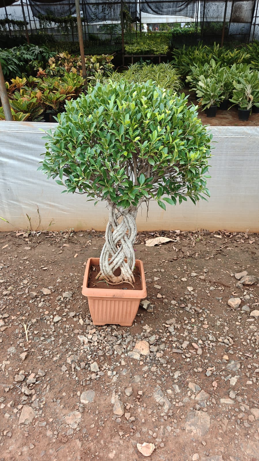 Ficus Bonsai