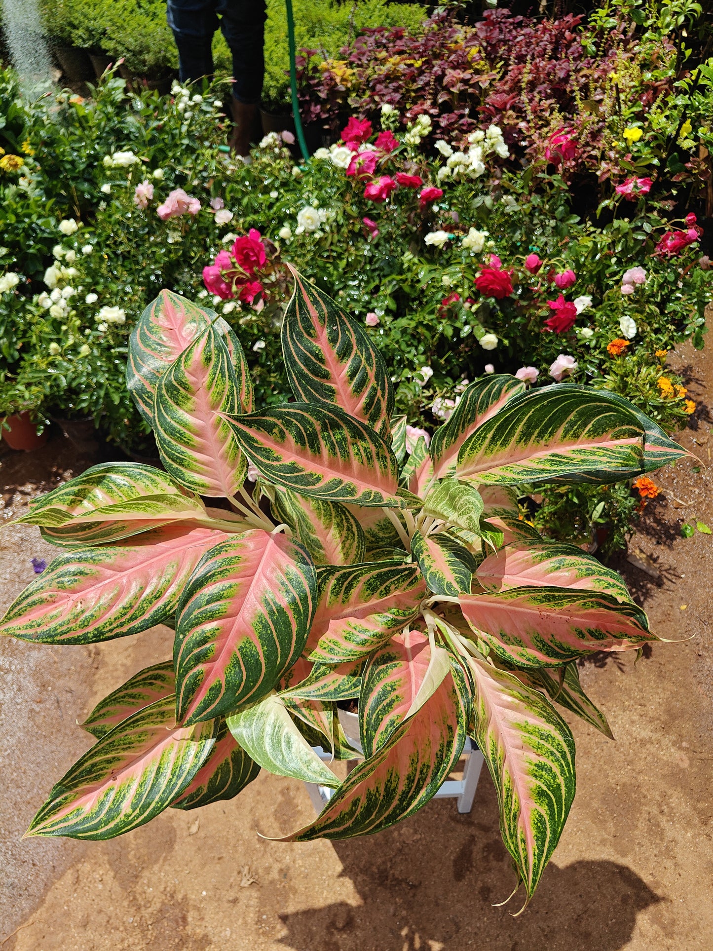 Aglaonema Pink Panama