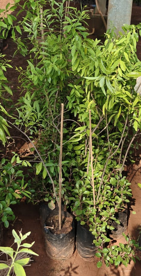 Srigandham Plant