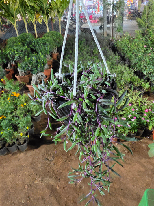 String of Rubies Hanging