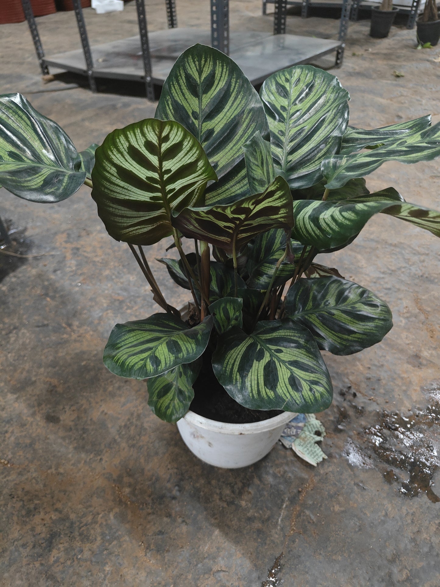Calethea makayoma