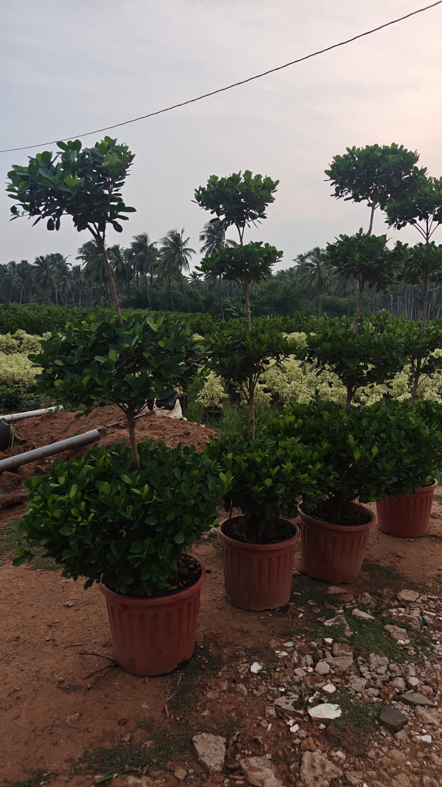 Appllo Ficus Multi step
