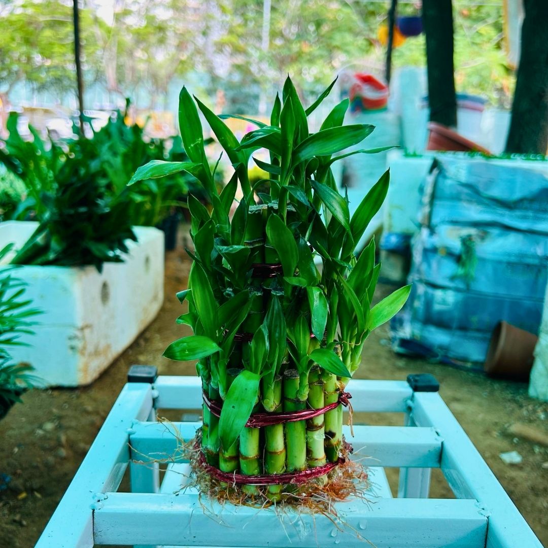 Lucky Bamboo