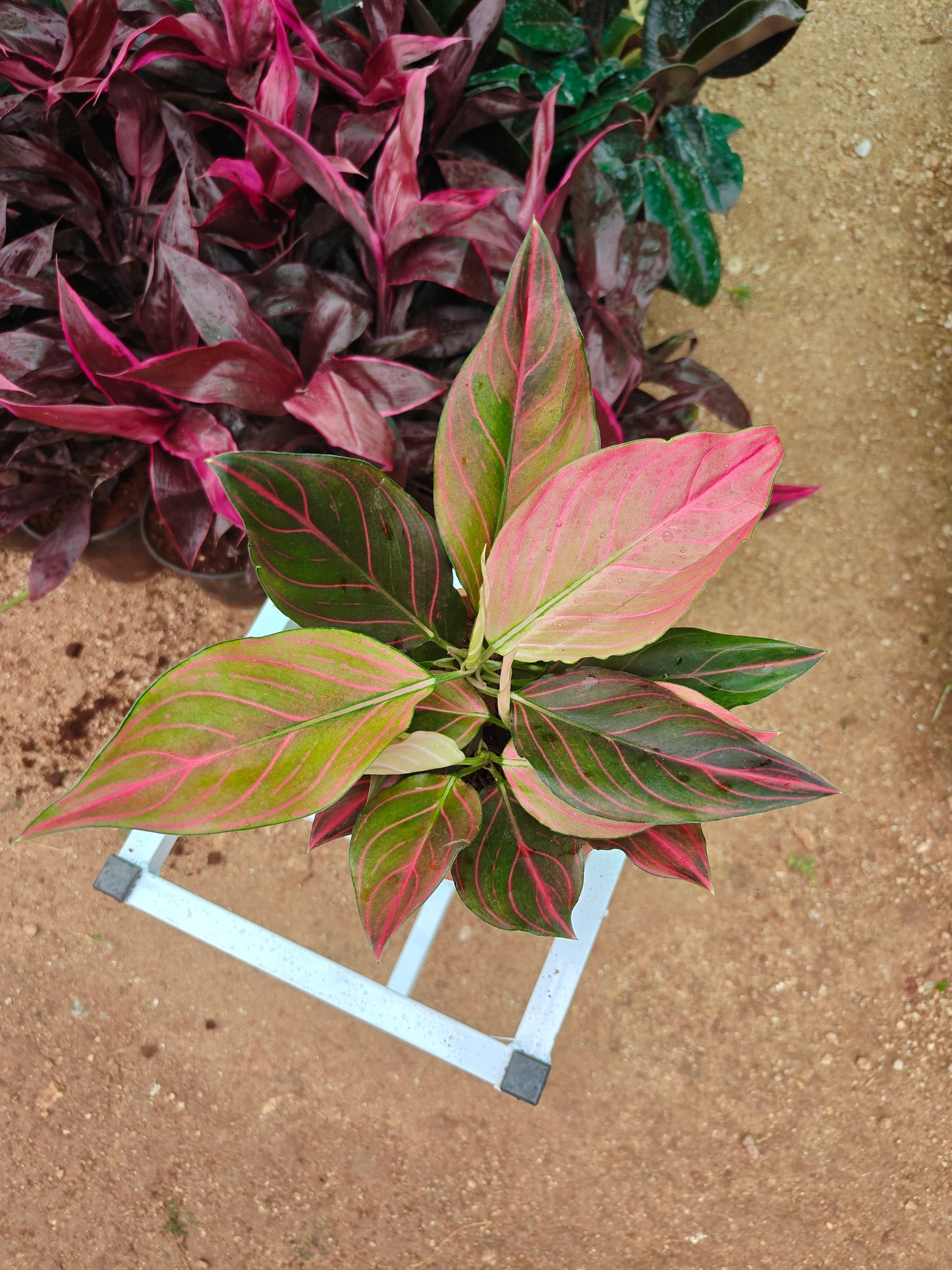 Aglonema Black Lipstick