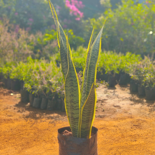 Snake Plant