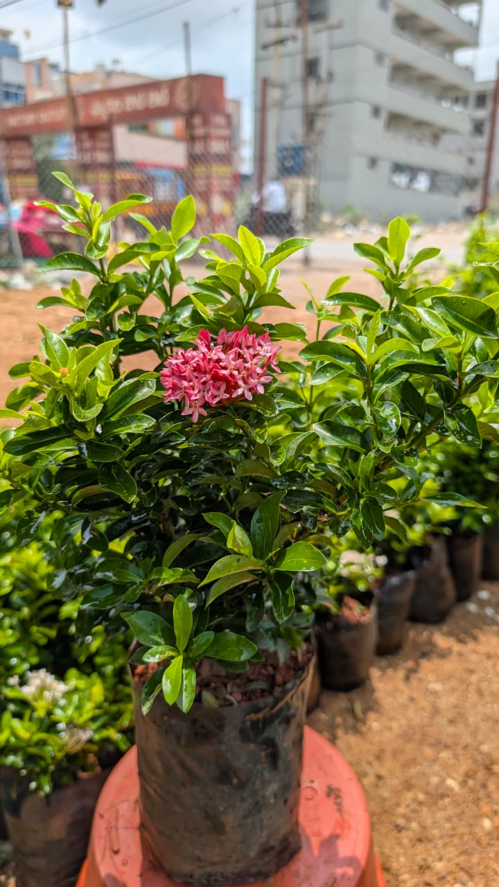 Ixora