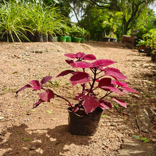 Coleus ( Dark Red )