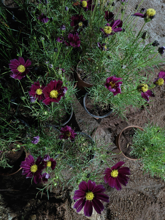 Cosmos purple