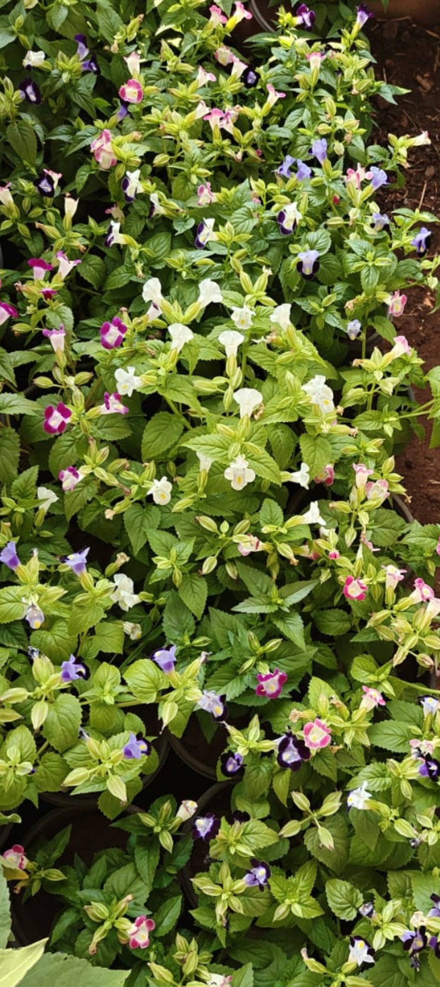Torenia mix colours