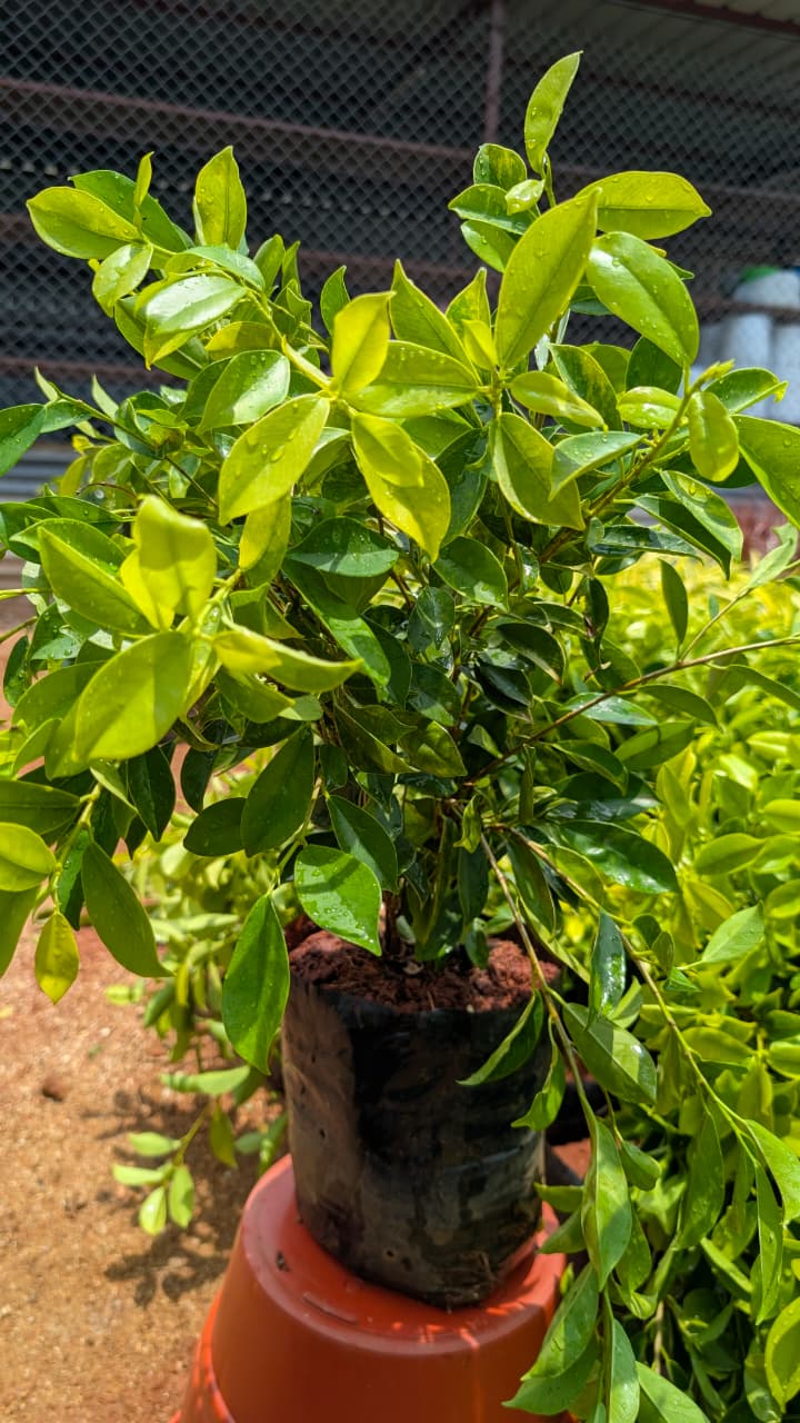 Ficus Panda