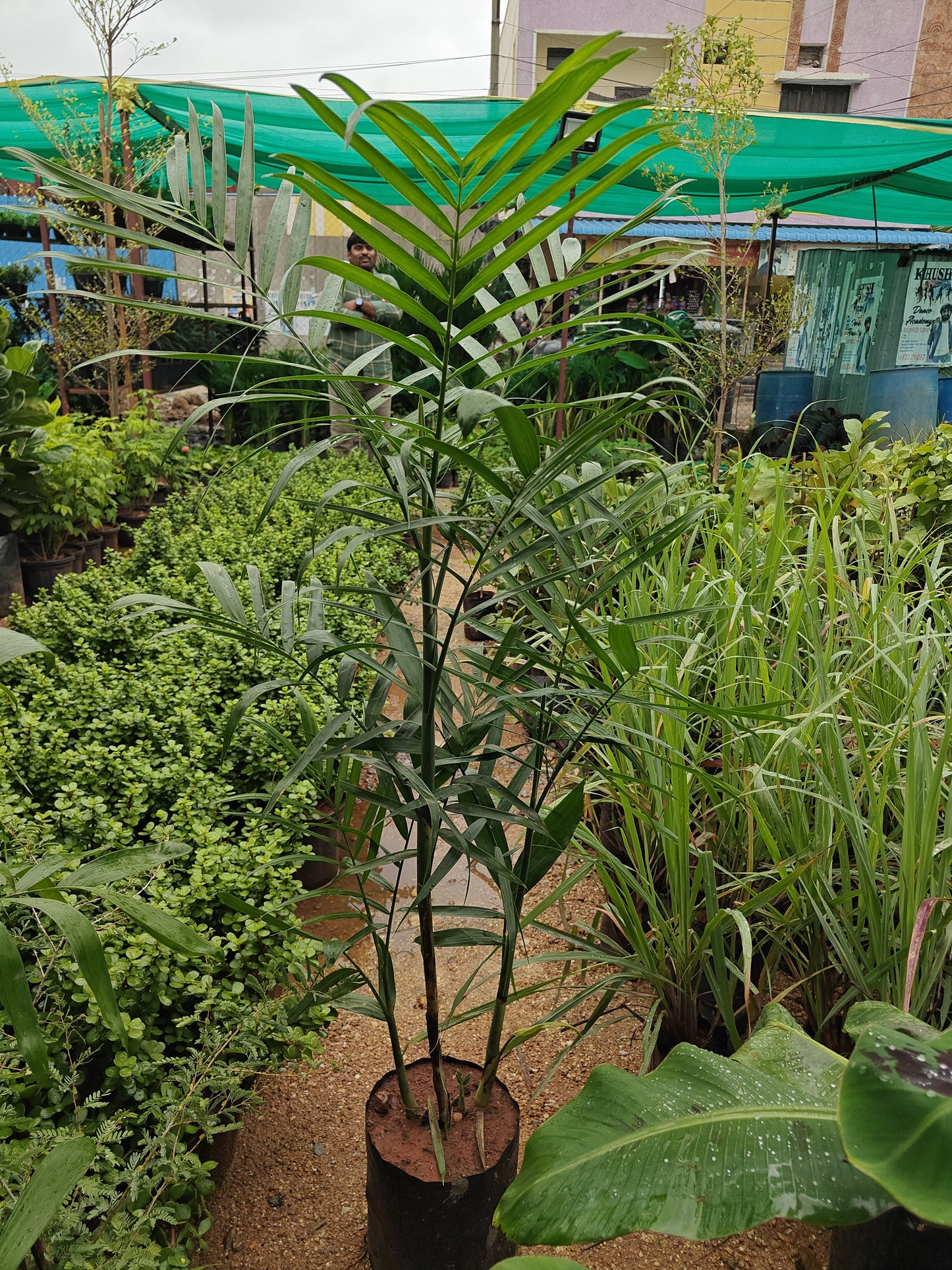 Kane bamboo