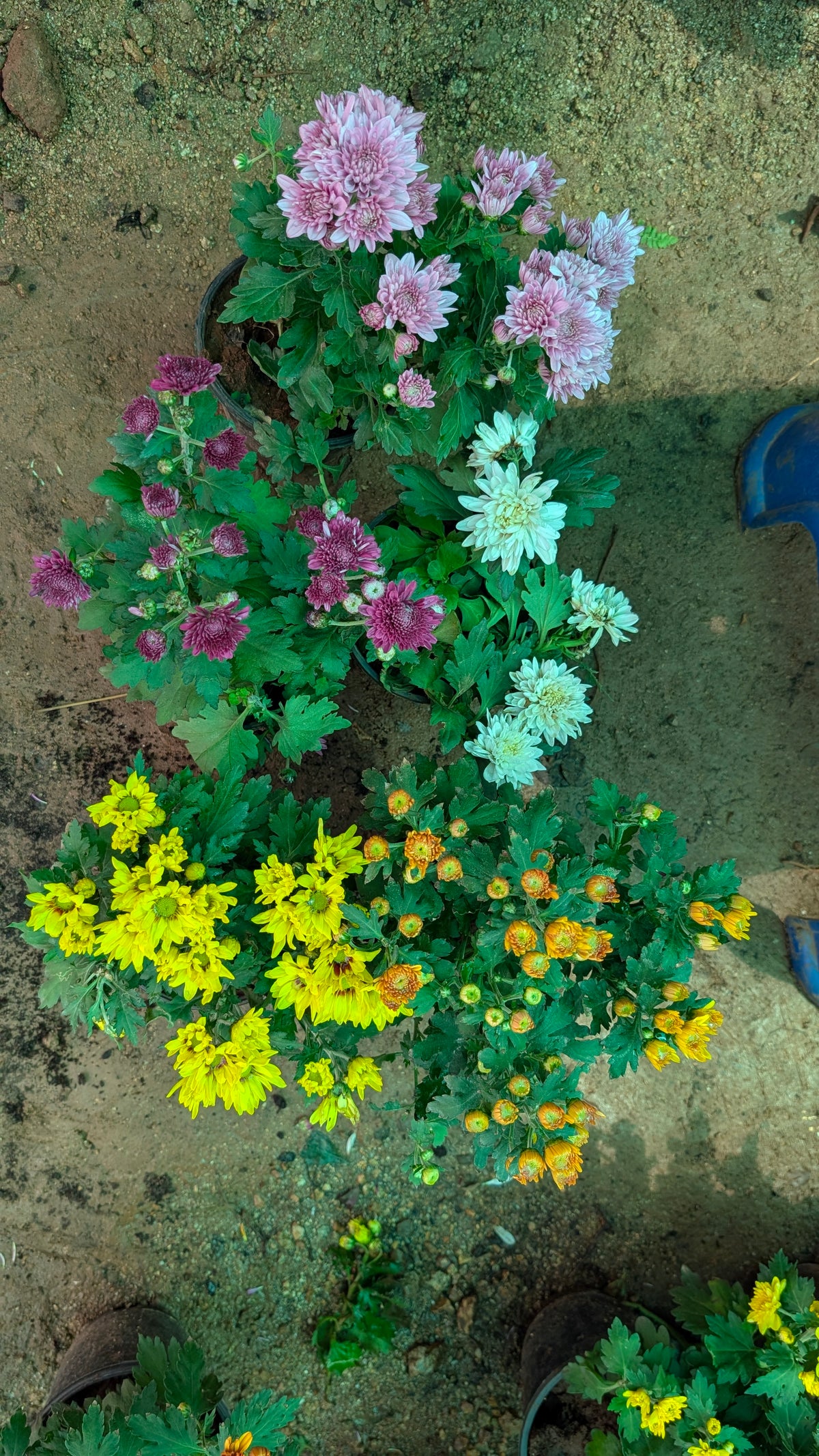 Chamanthi Any Colour
