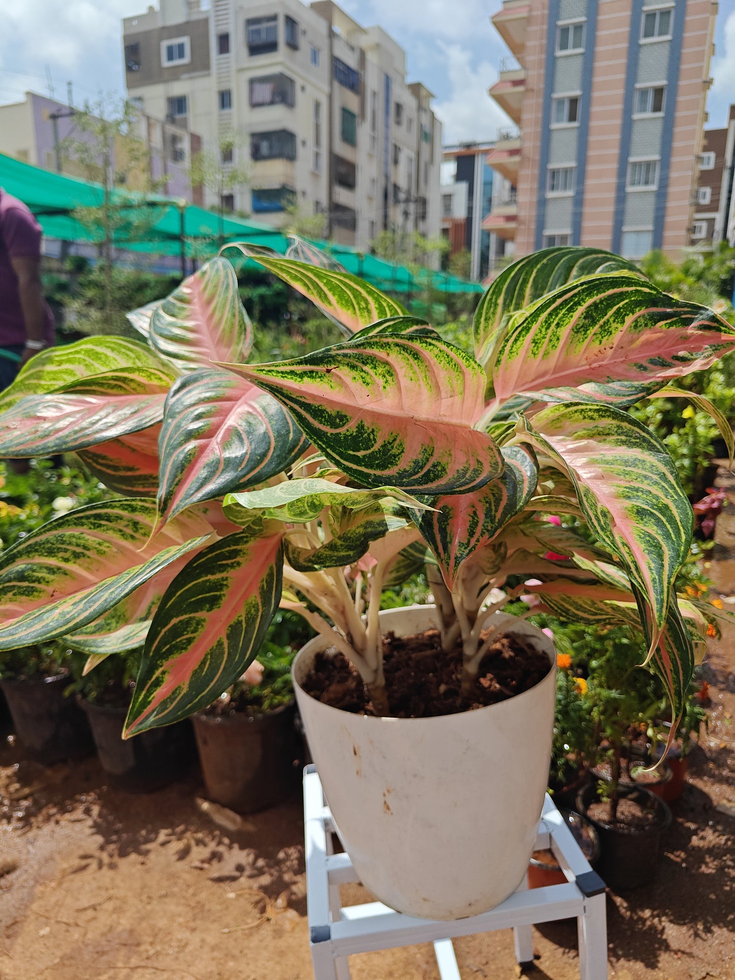 Aglaonema Pink Panama