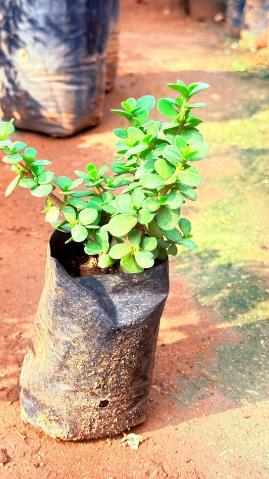Jade 7/8 Nursery bag