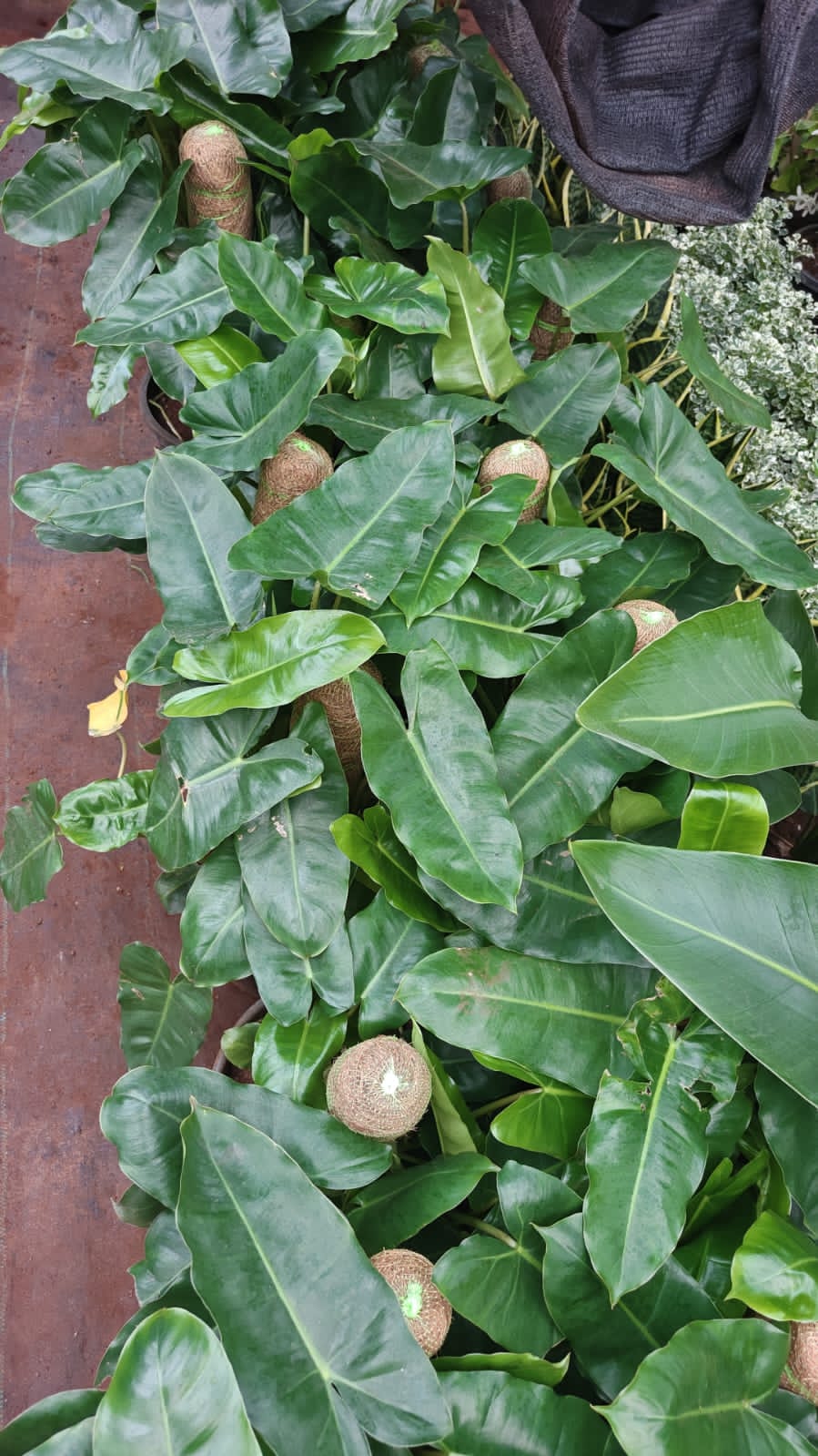 Philodendron Green Mosstick