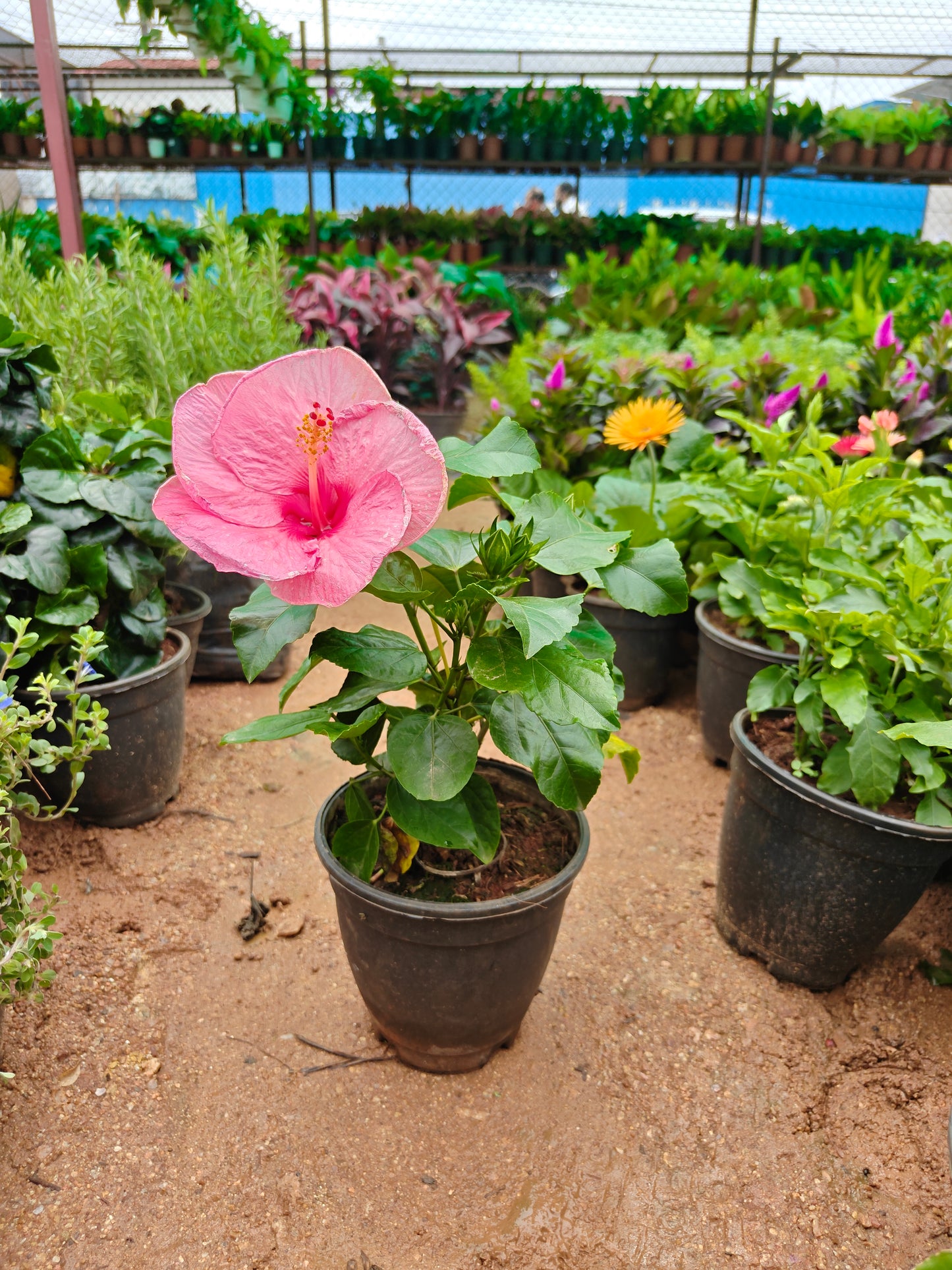 Hibiscus pot