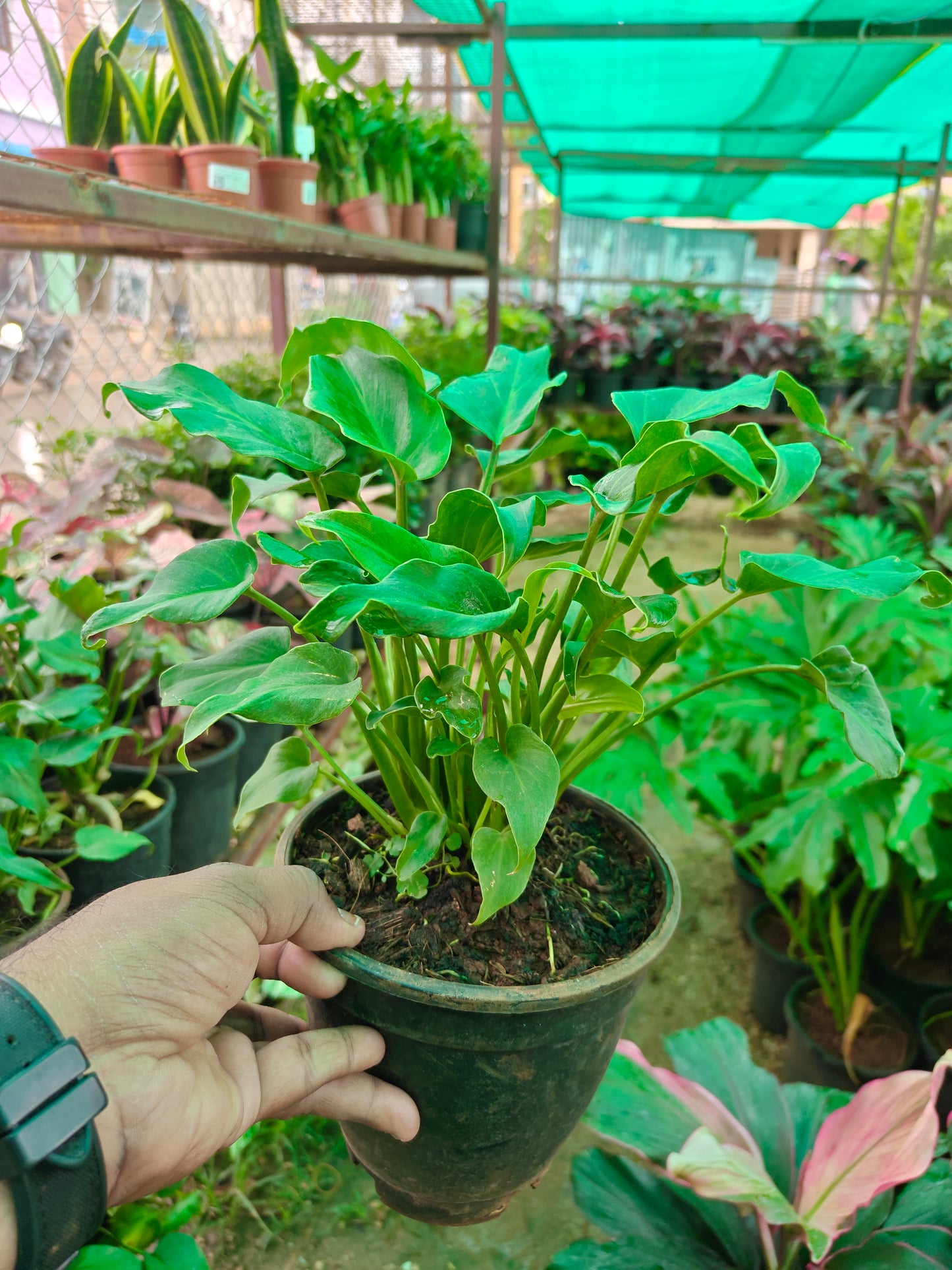Philodendron Xanadu