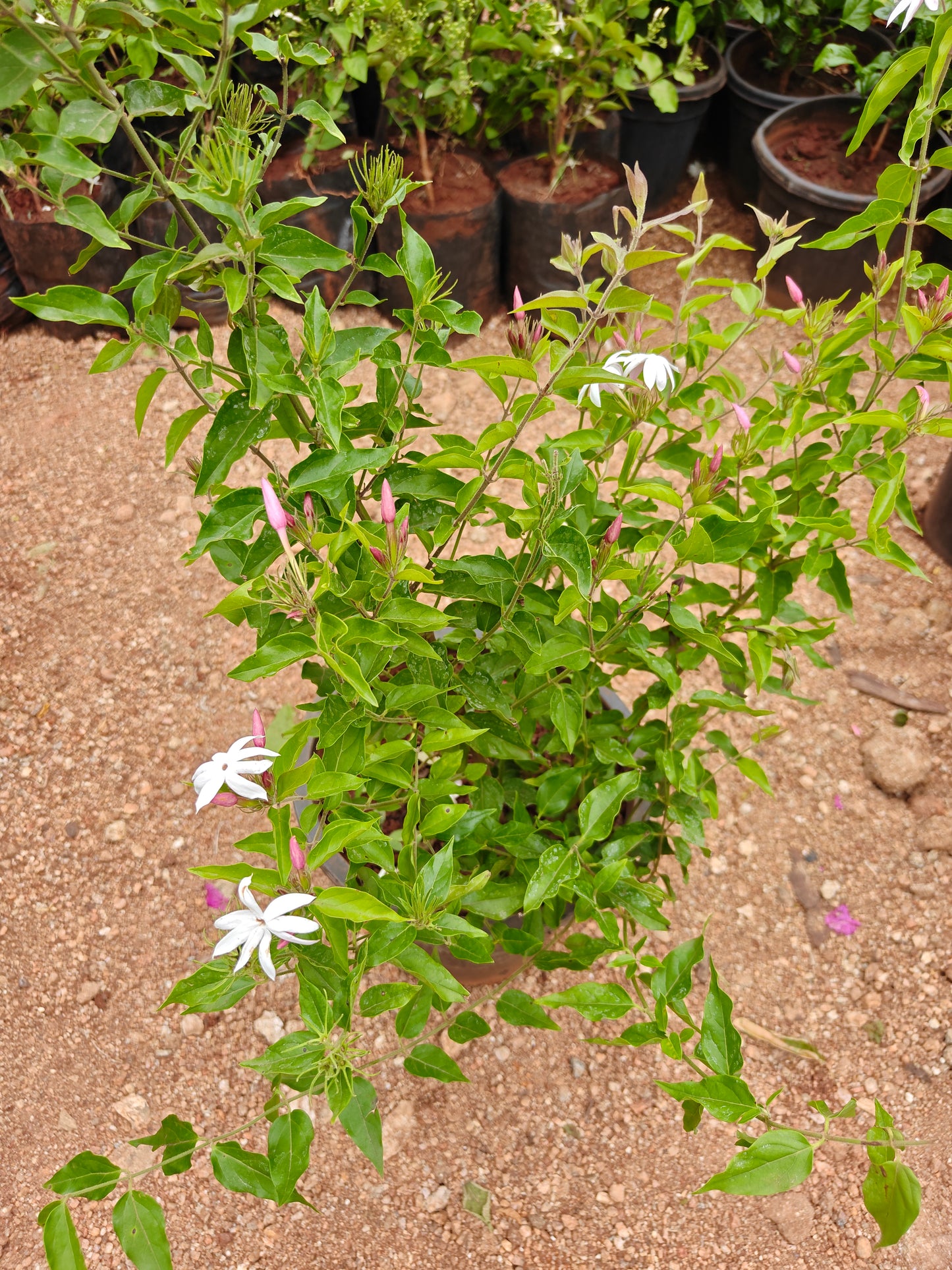 Kagada Malli